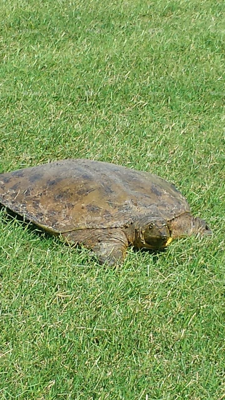 softball turtle