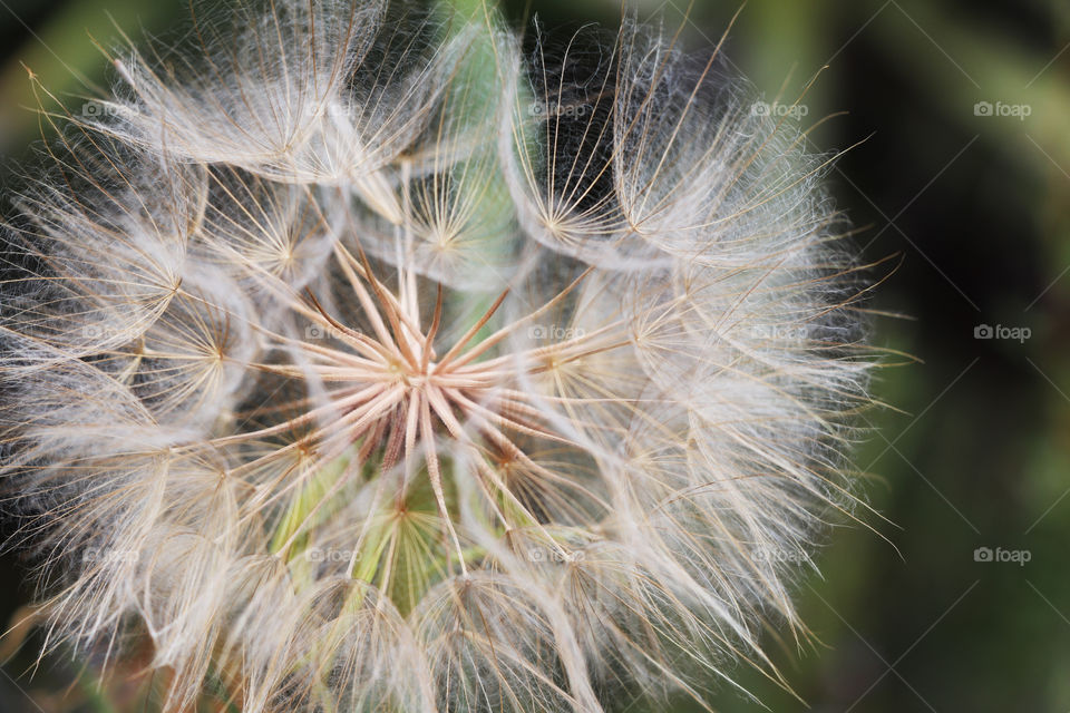 dandelion close up