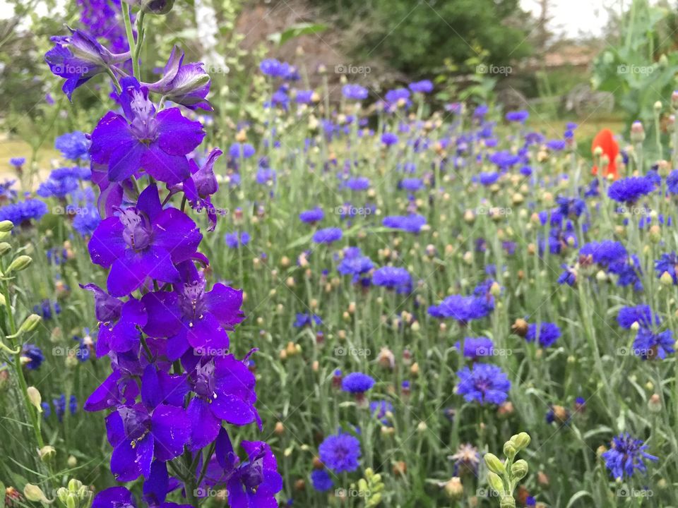 Larkspur in Bloom. Beautiful flower bed full of purple larkspur flowers.