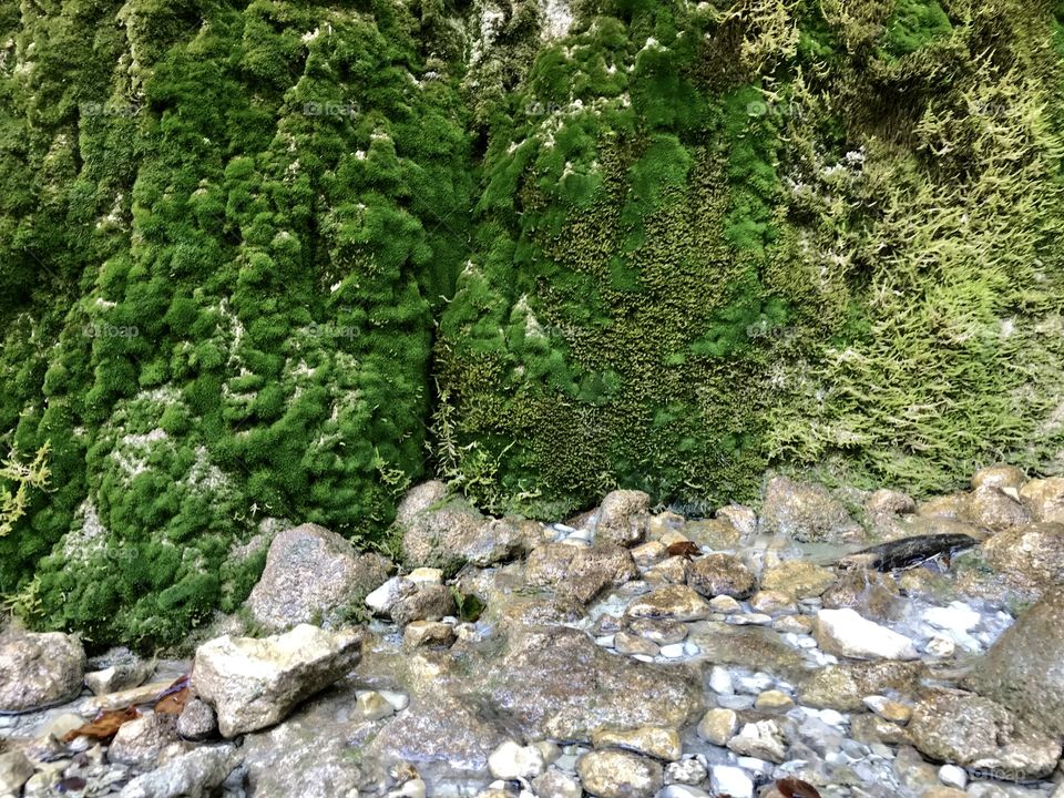Moss Water