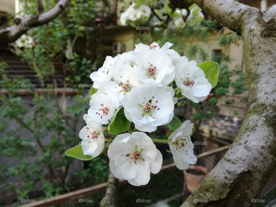 Pear blooming