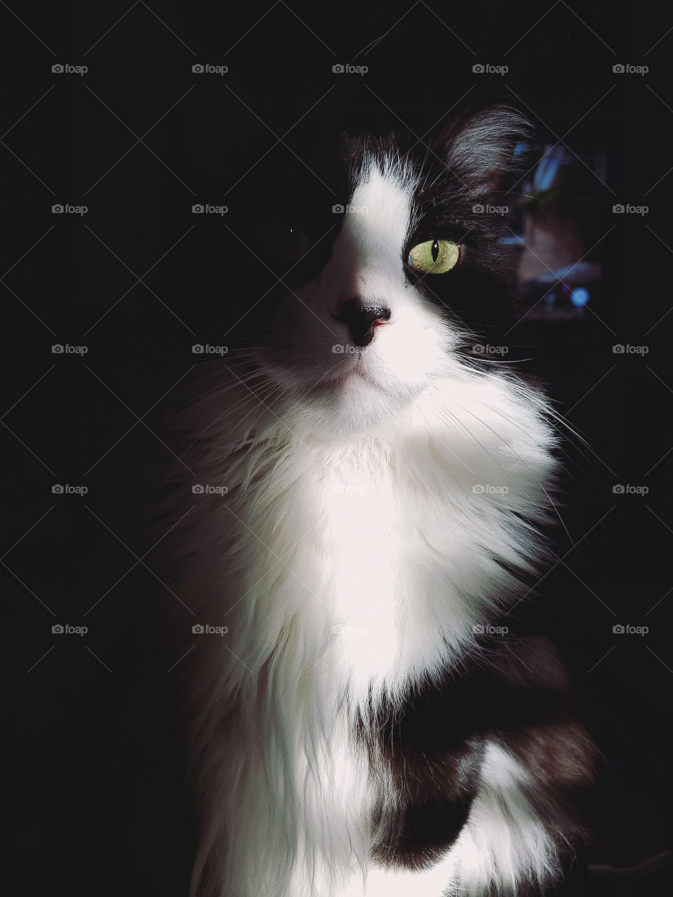 Longhaired tuxedo cat in a dark room partially illuminated by sunlight shining through window blinds