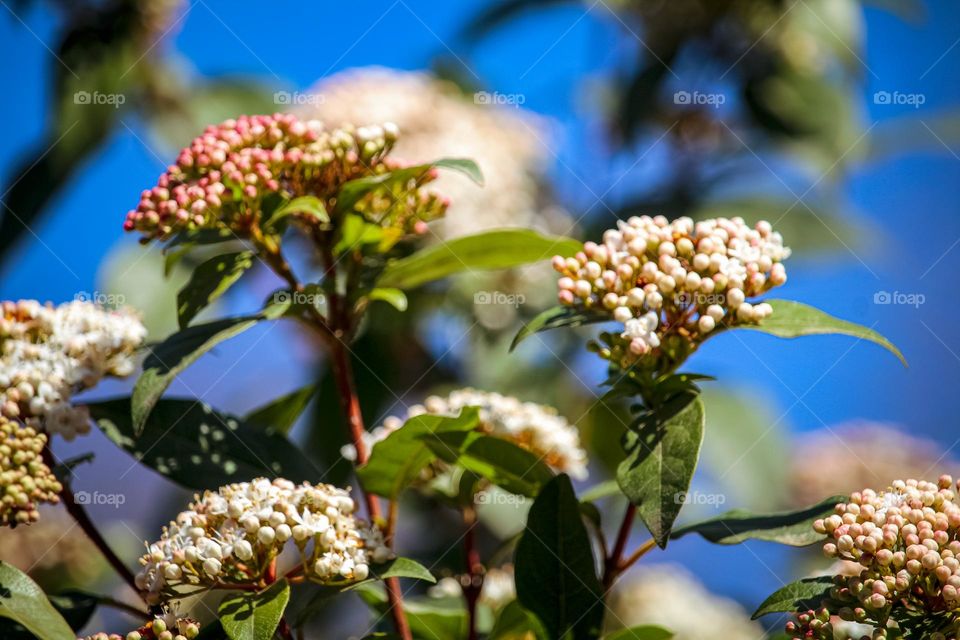 Spring flowers