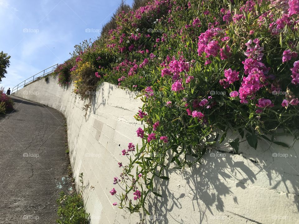 Flowers by the coast