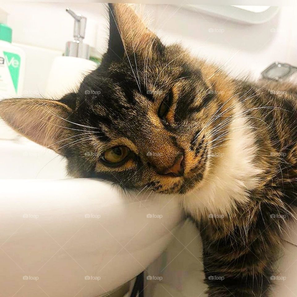 Sadness.  Pets.  The head of the cat lies on the white sink in the bathroom.  The eyes and posture of the cat shows the emotion of sadness