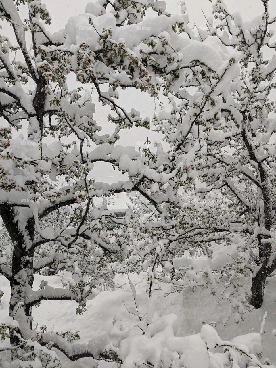 Snowfall Beauty