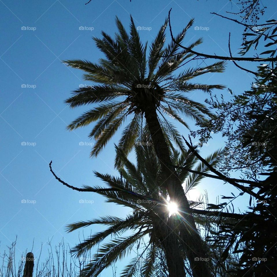 Palm tree and sunlight