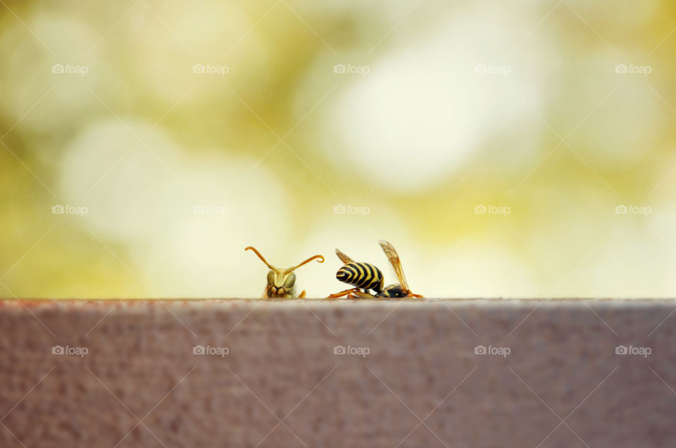 Caught wasps on a fence