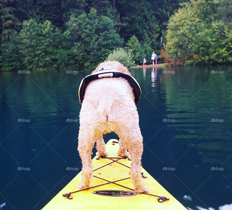 Kayaking Cockapoo
