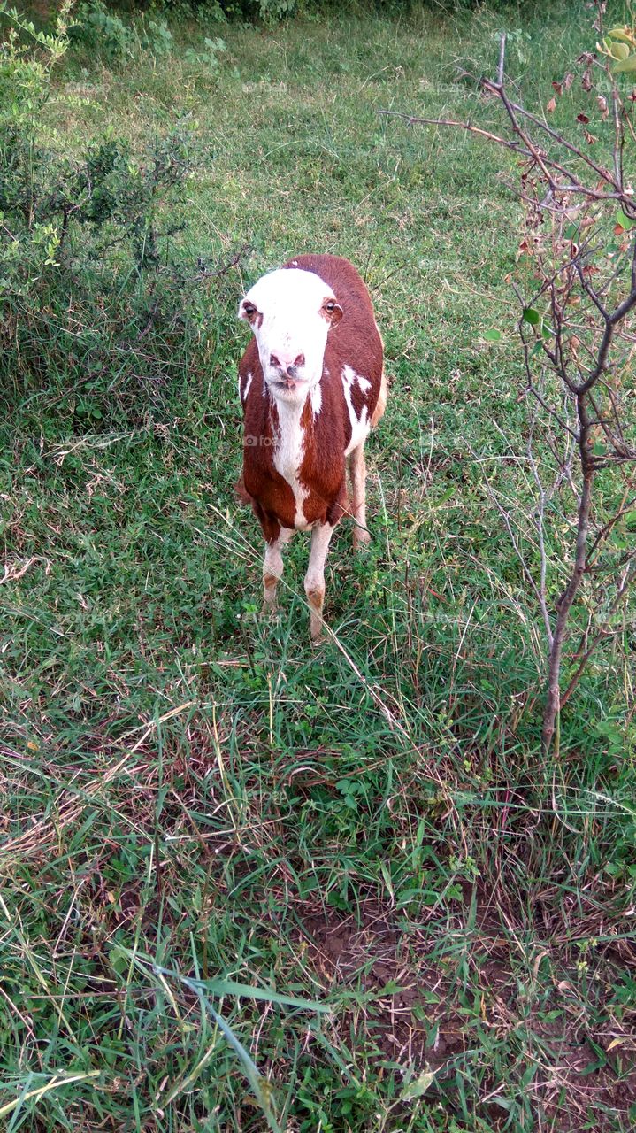 still please i can take a photo Mr sheep