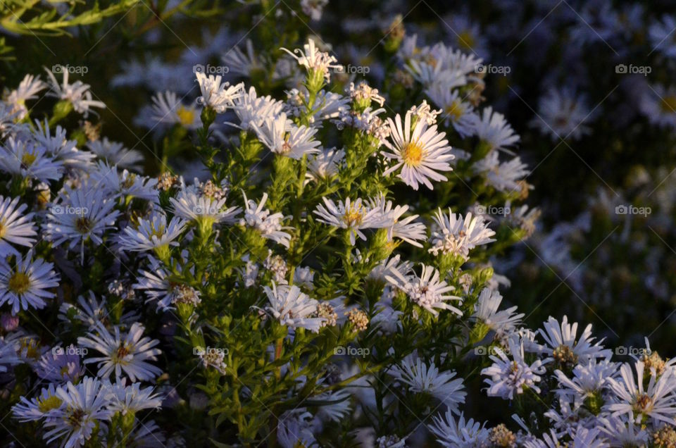 Aster at Sunset