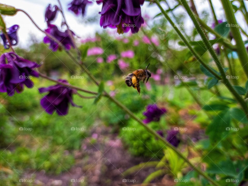 The hairy bee is a species of bee belonging to the family Apidae.