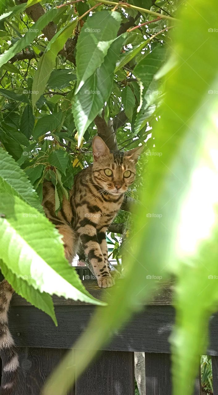 purebred cat sitting on a wooden fence view from green leaves, summer time