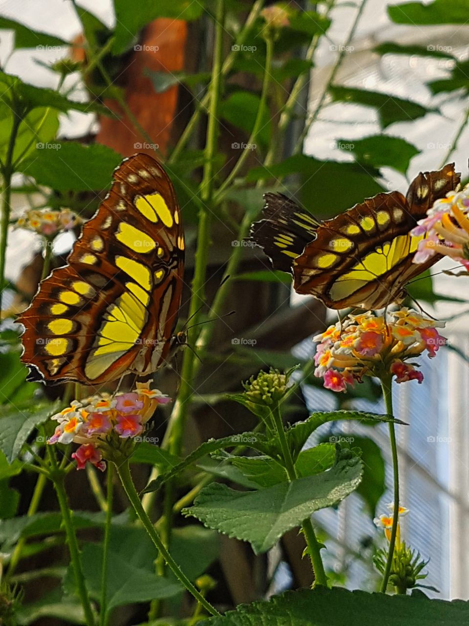 Two yellow butterflies drinking nectar. 
