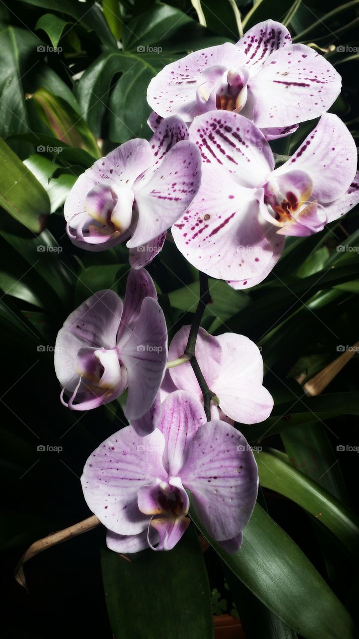 Orchid