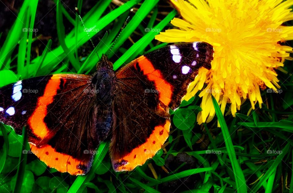 Red admiral butterfly next to a dandelion—taken in Dyer, Indiana 