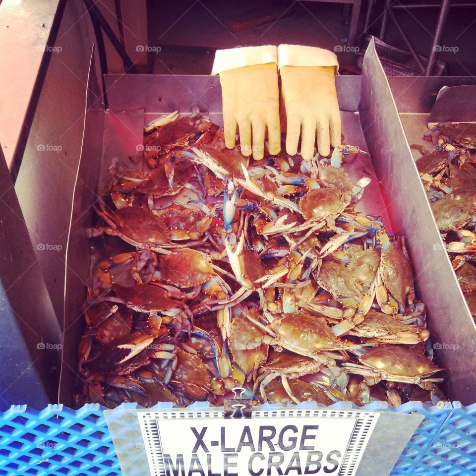 Blue Claw. Blue Claw Crabs at Maine Ave. DC