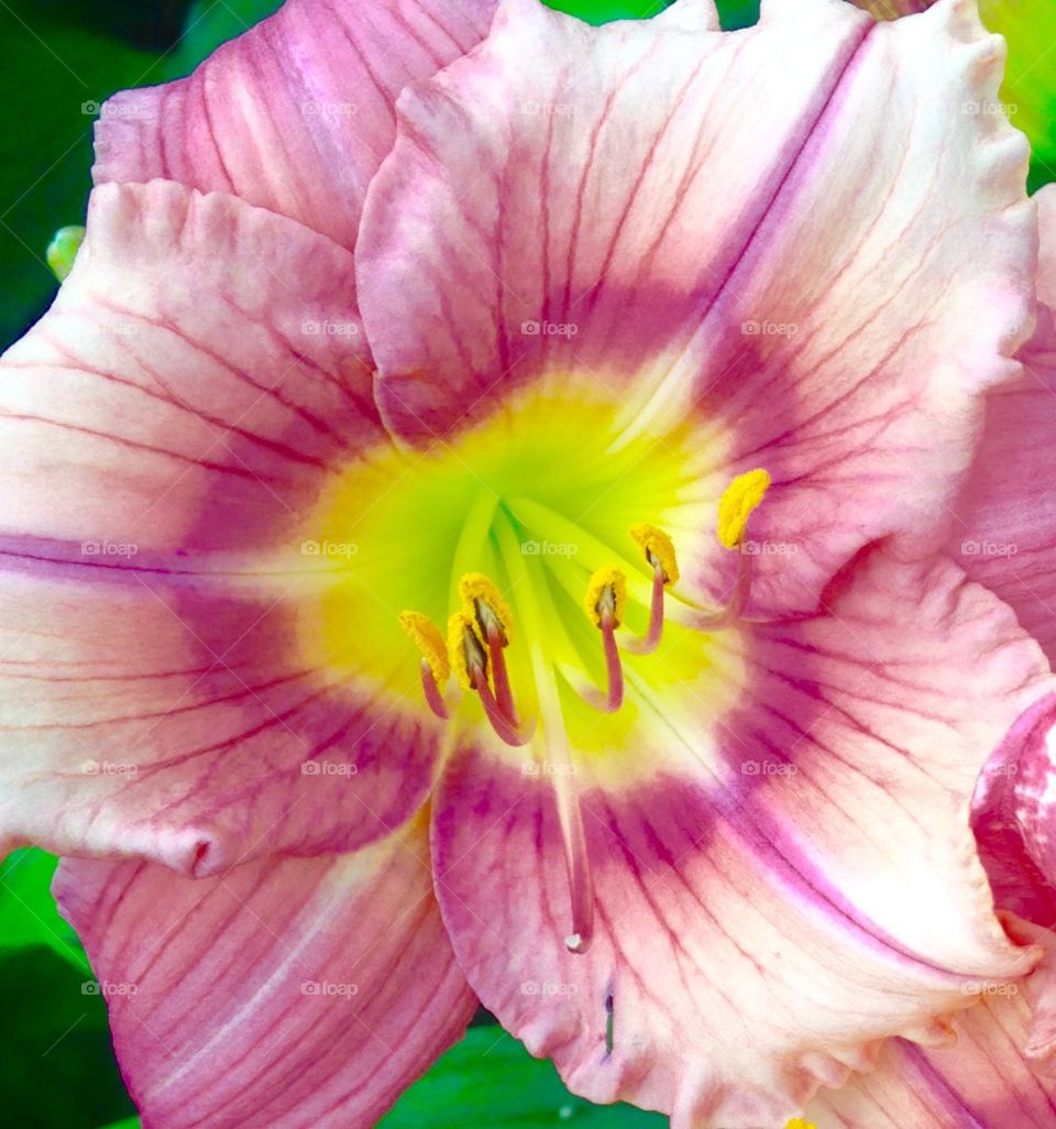 Close up day lily