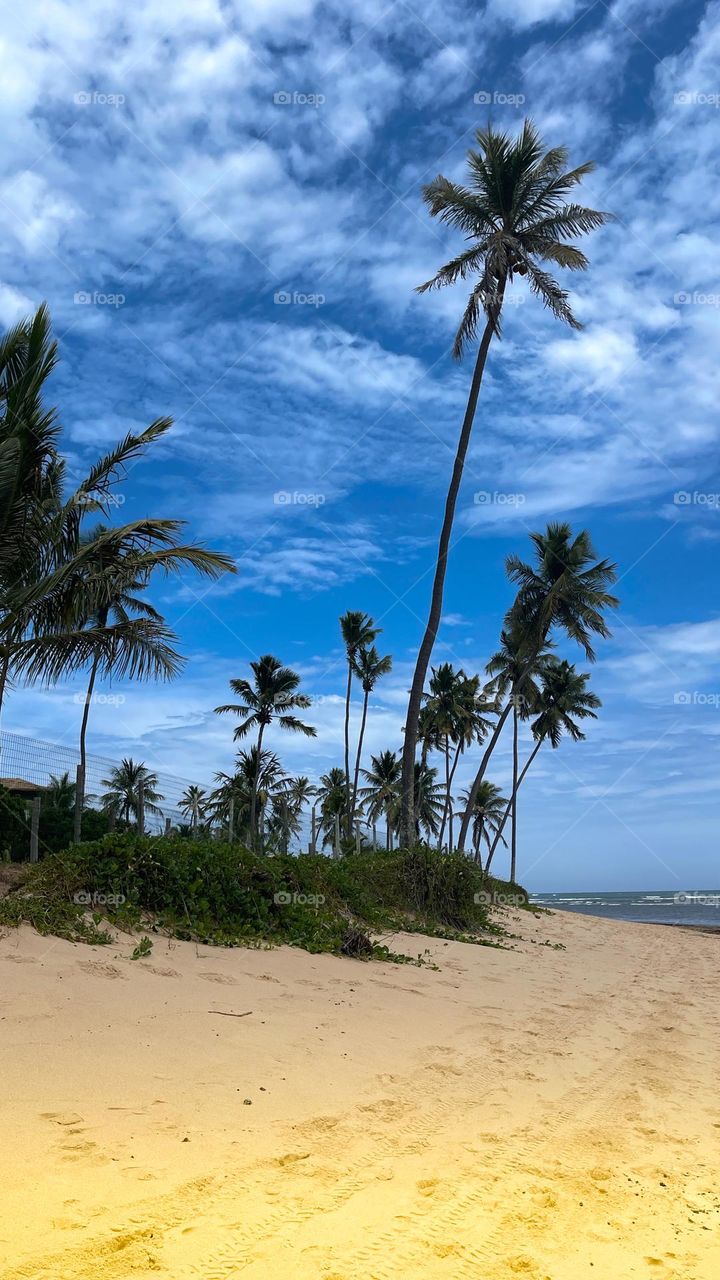 Palm trees, sand and sea