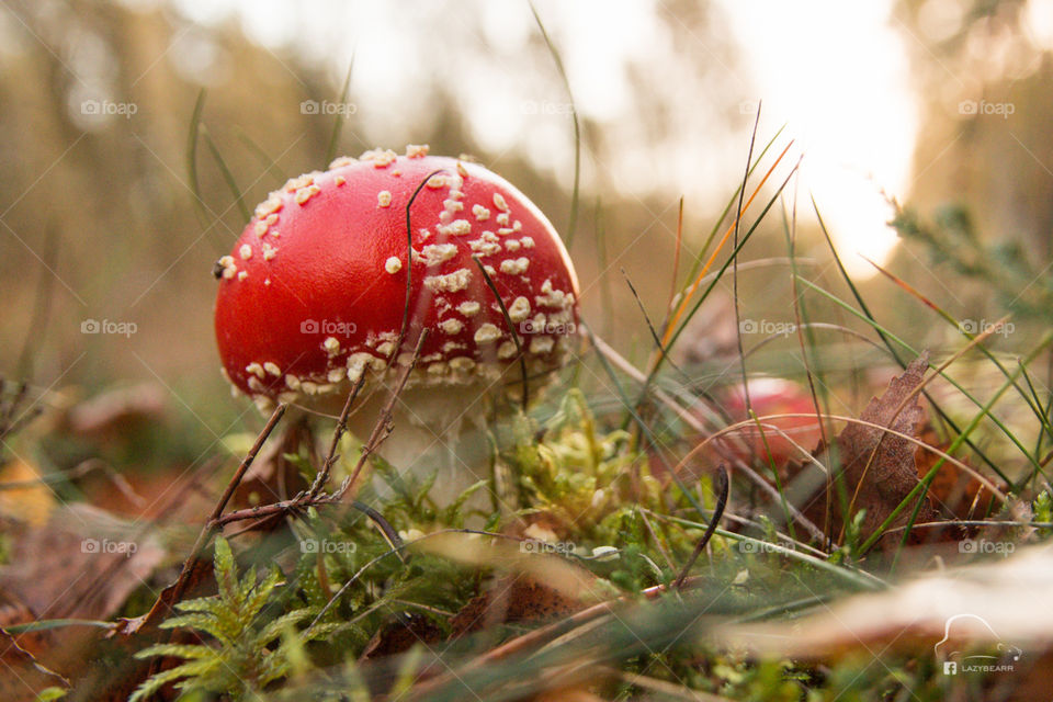 Red mushroom. Forest at morning.