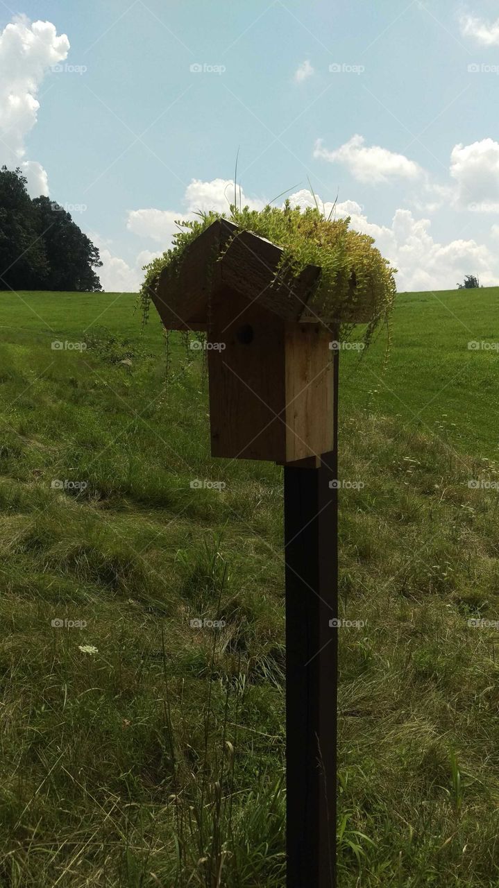 Planted bird house in a green field under a blue sky marked with building thunderclouds.