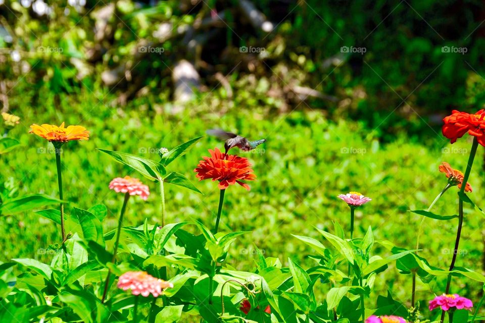 Hummingbird from Indiana . Indiana hummingbird eating 