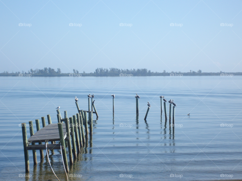 indian river lagoon brevard florida birds water river by sher4492000