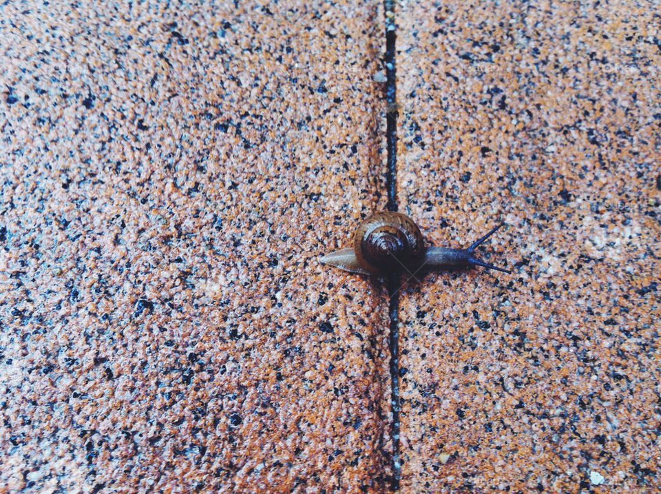 This little snail just broke his mother's back!