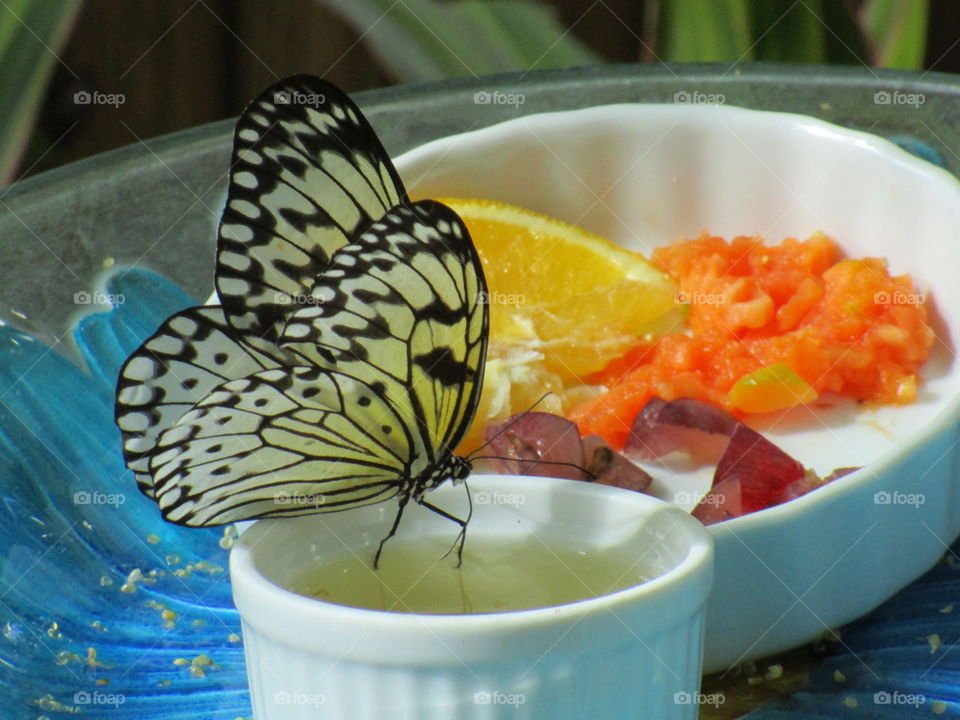 Butterfly. Butterfly eating