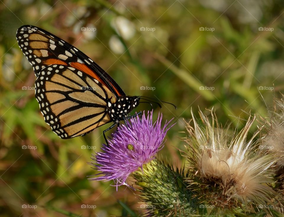 Monarch Butterfly Drinking from a Spear Thistle