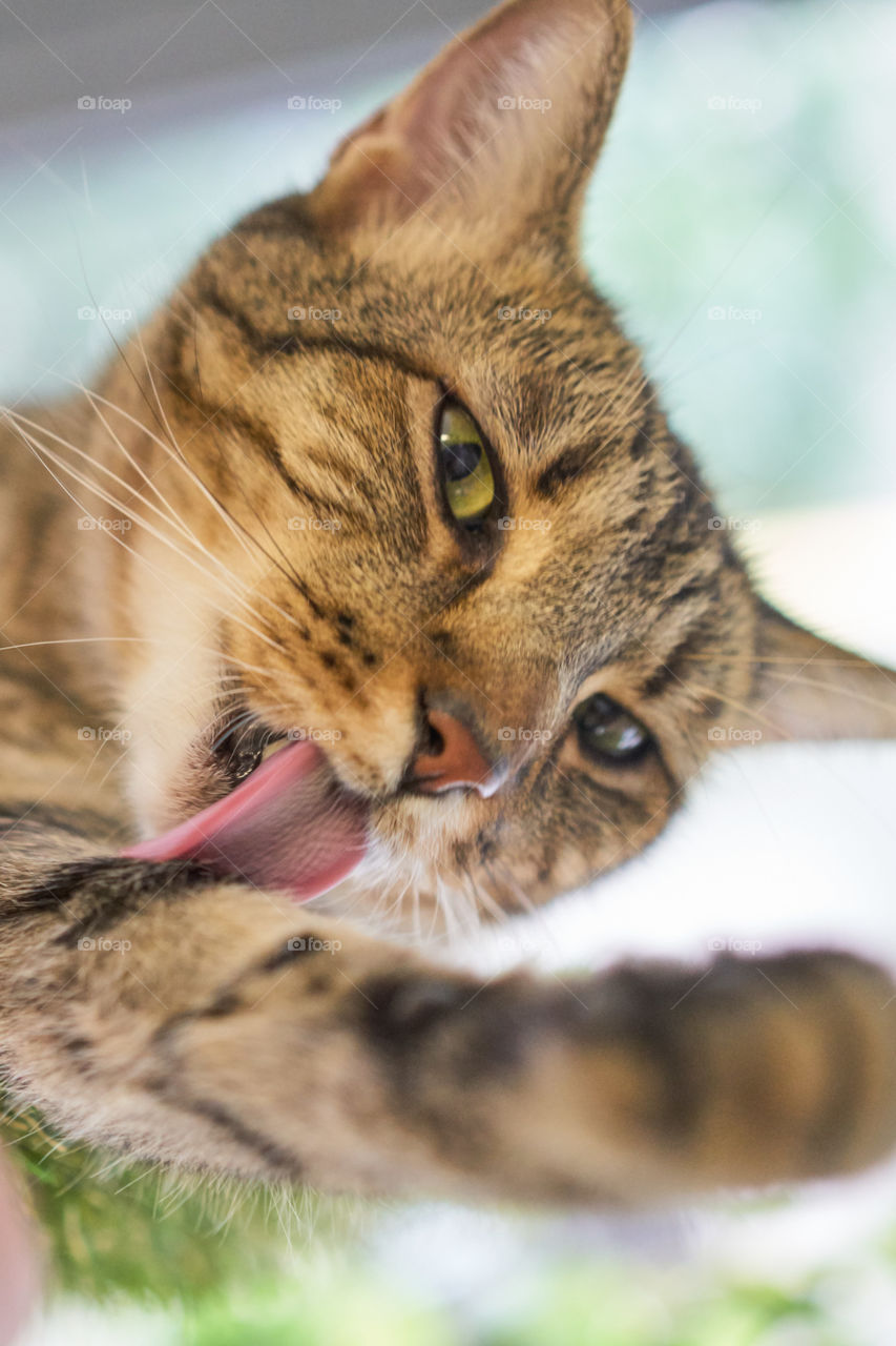 Portrait of domestic cat