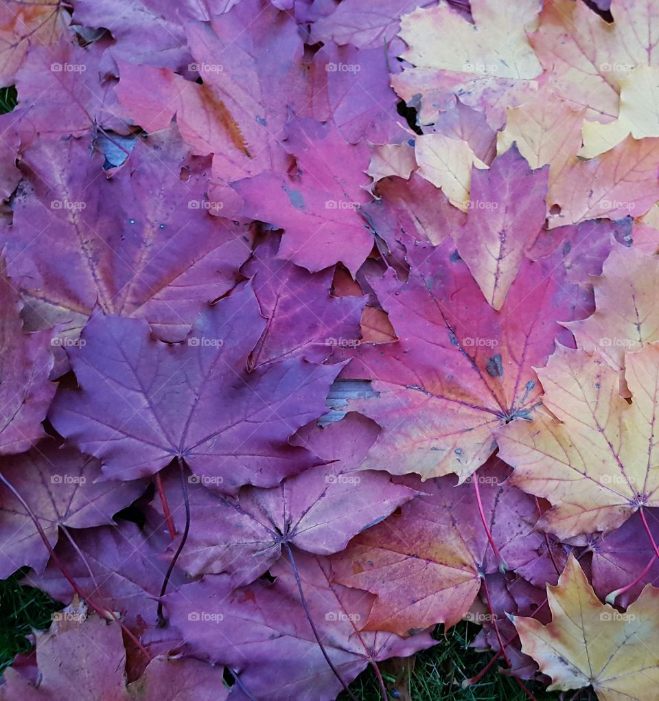 purple coloured leafs