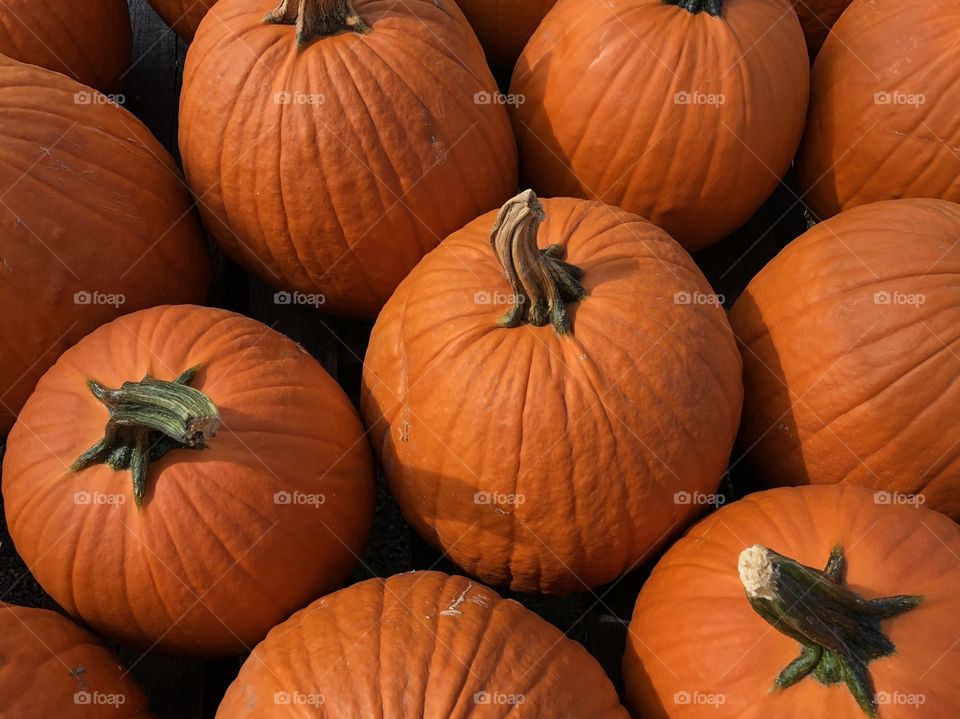 Pumpkin Season 🍂