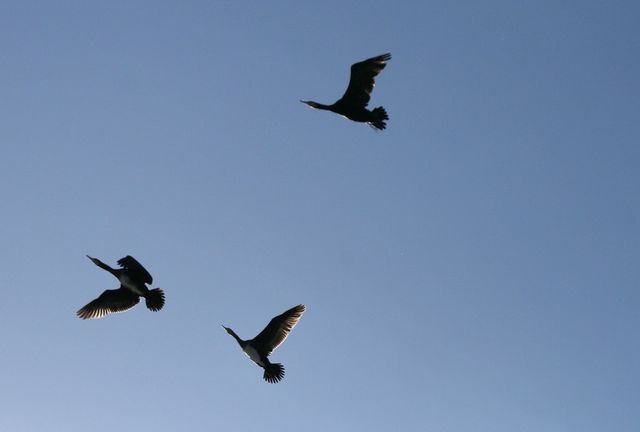 Three birds in flight