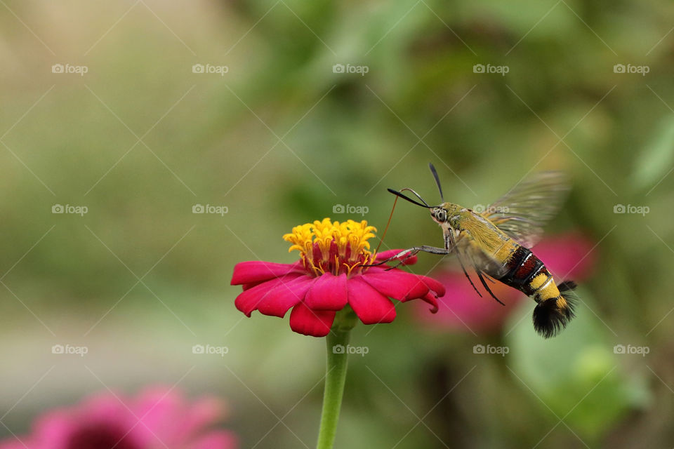 hummingmoth sucking nectar.