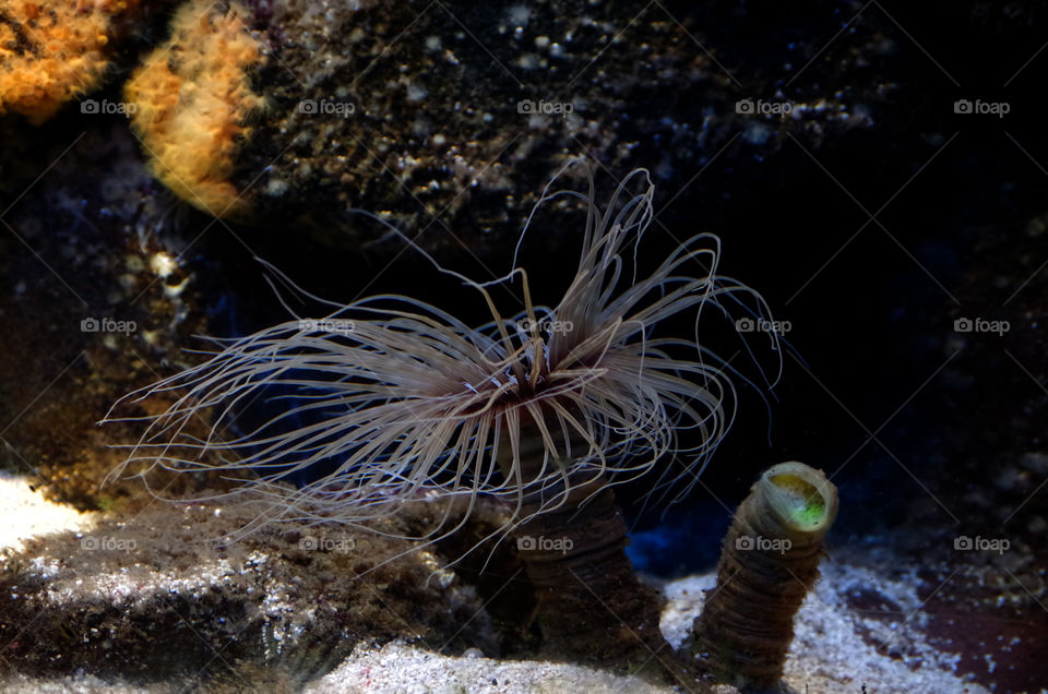 Closeup of tube-dwelled anemone in sea.