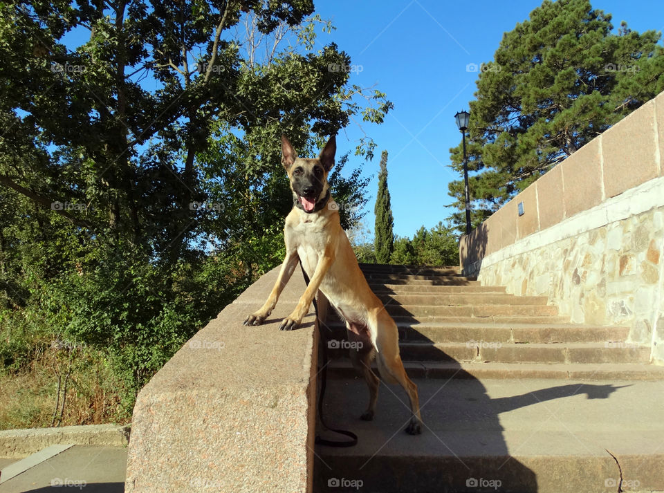 Belgian shepherd malinois dog