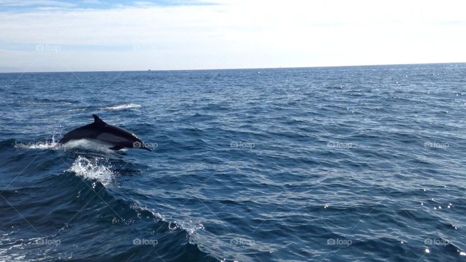 Dolphin in Newport 