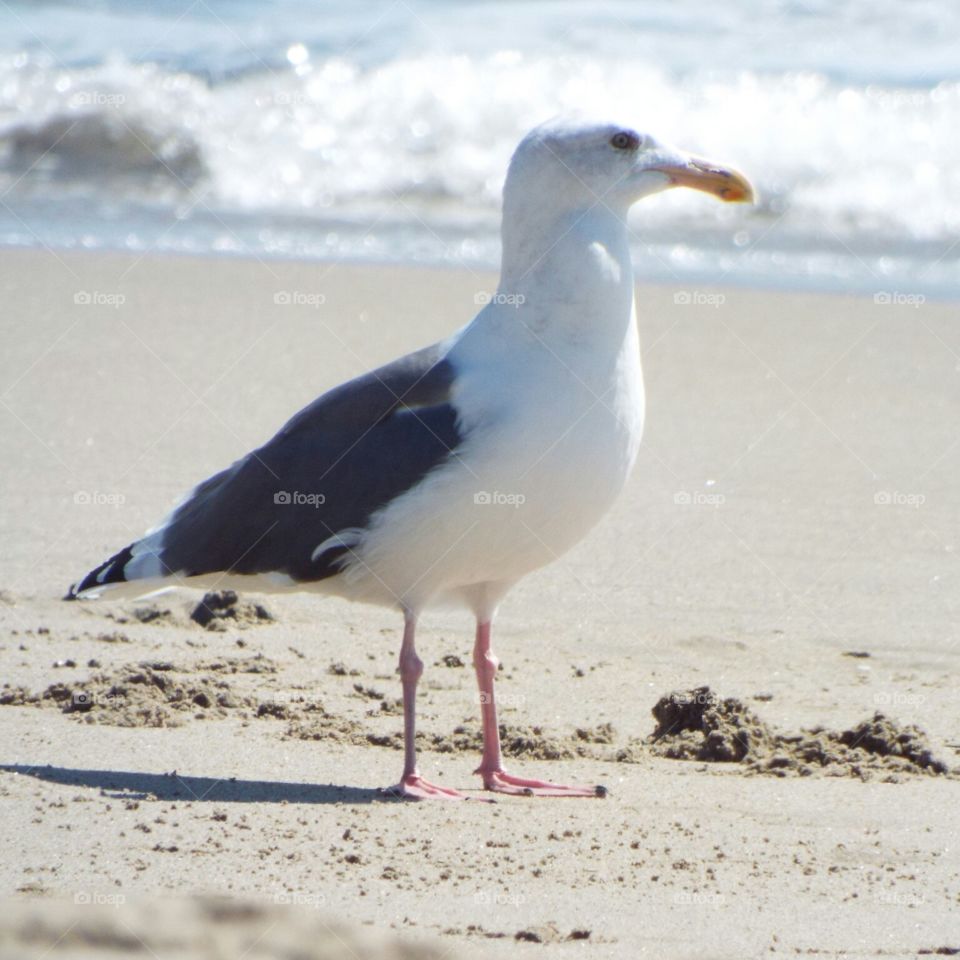 Seagull thoughts