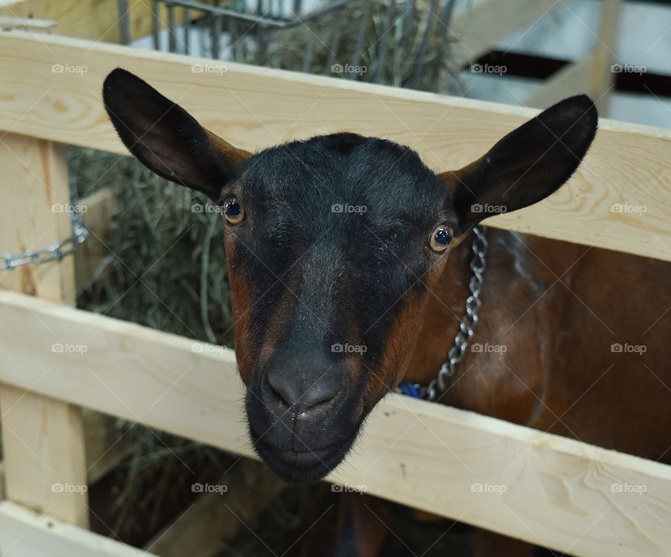 Goat looking through a fence at the state or county fair