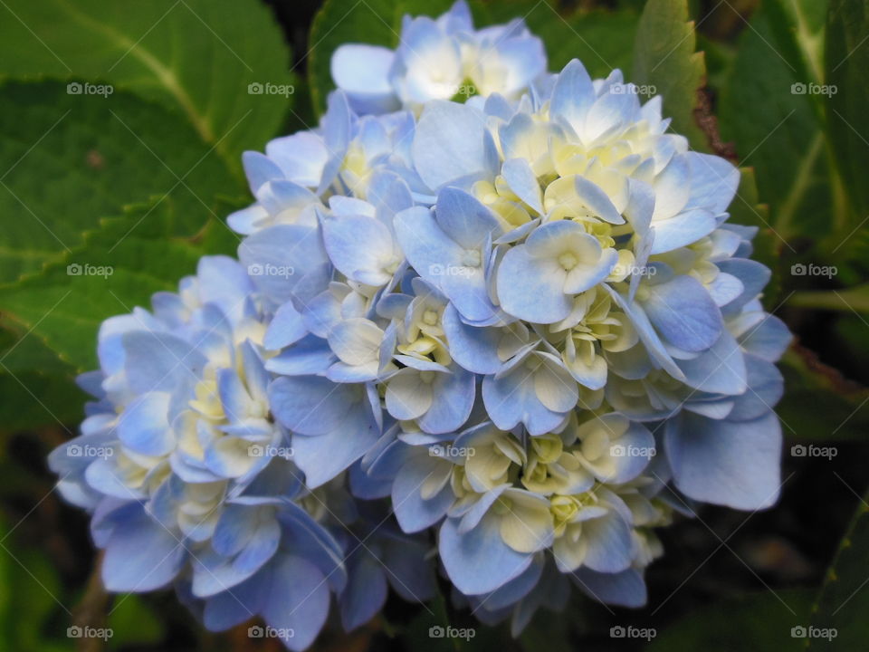 hydrangea blue