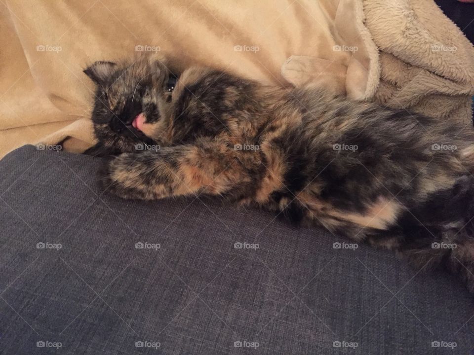 The cat has passed out and gotten comfortable. 