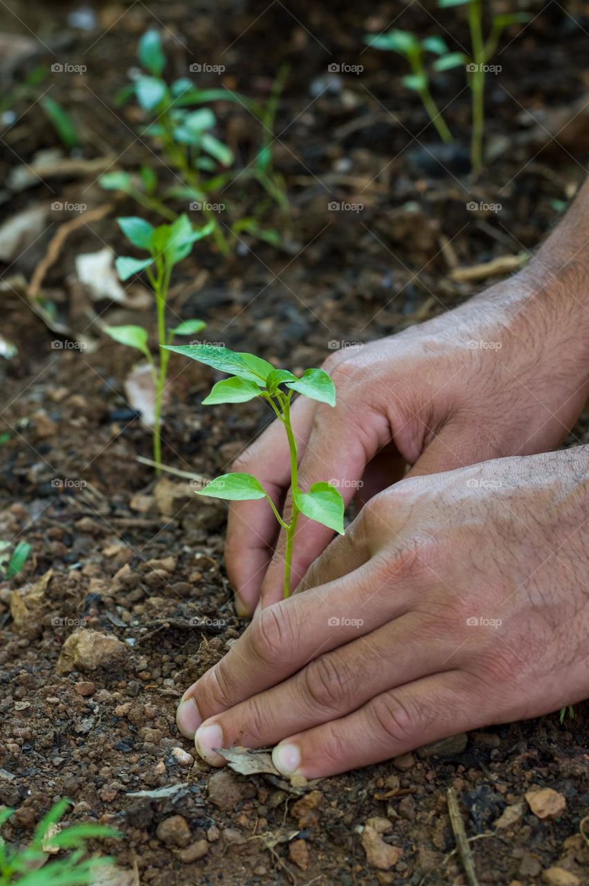 Planting plant.