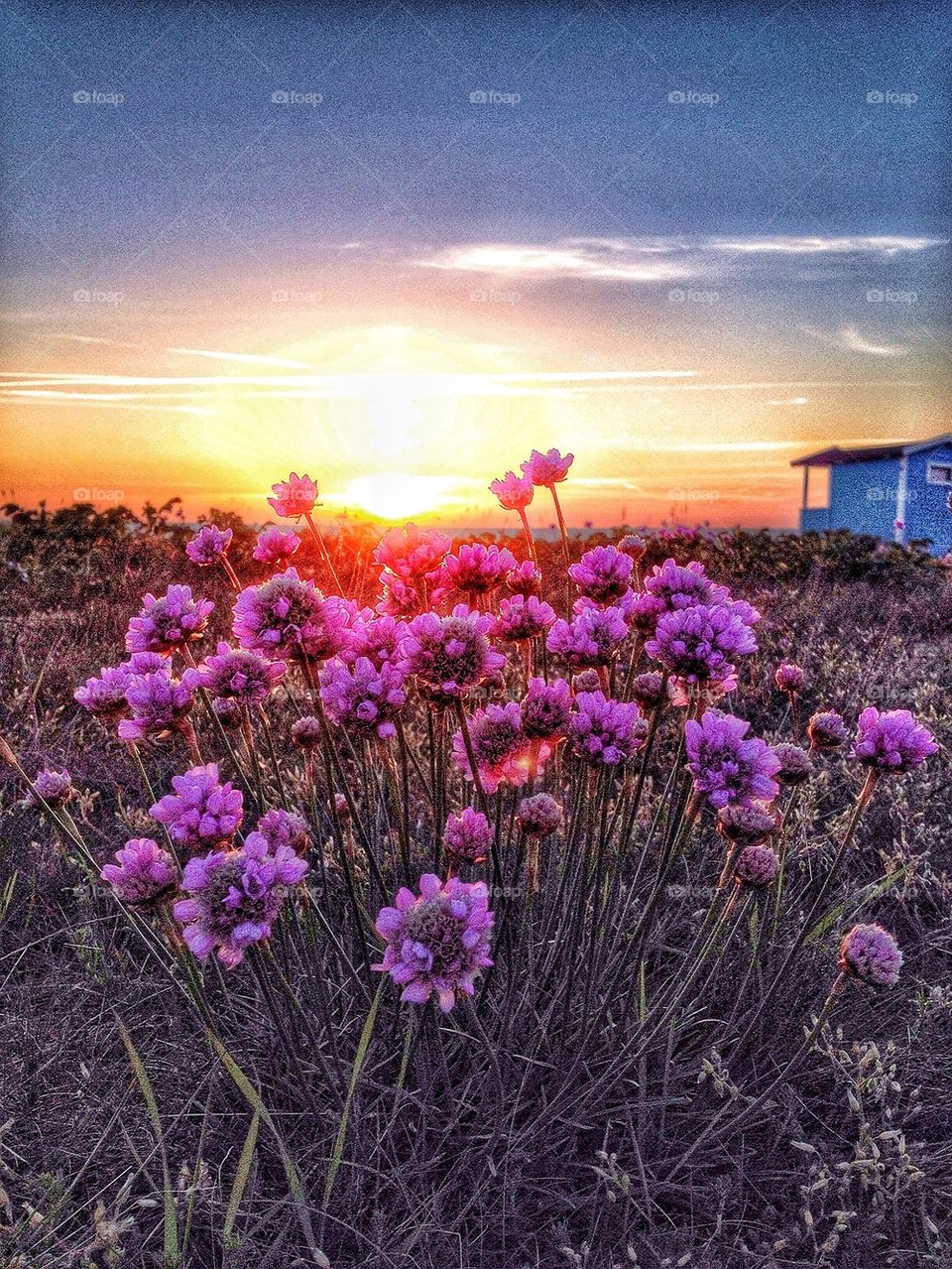 Flowers in sunset