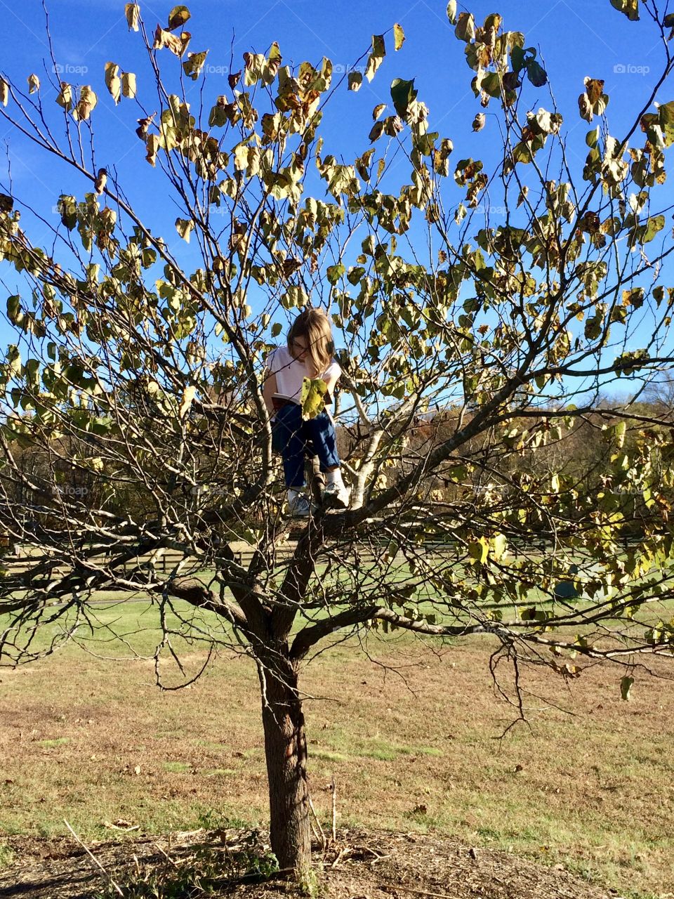 Reading Tree