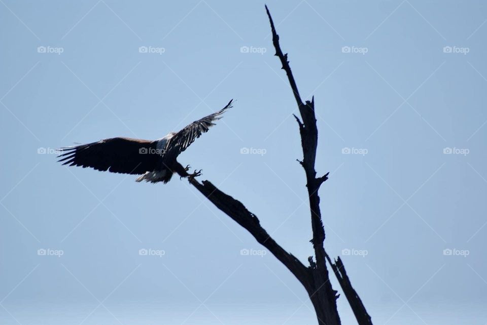 A fish eagle landing 