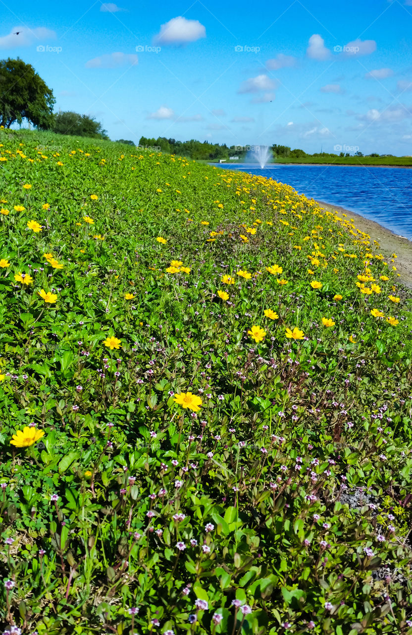 blooming Bur Marigold along the pond. Bright sky, green trees and a fountain at the far