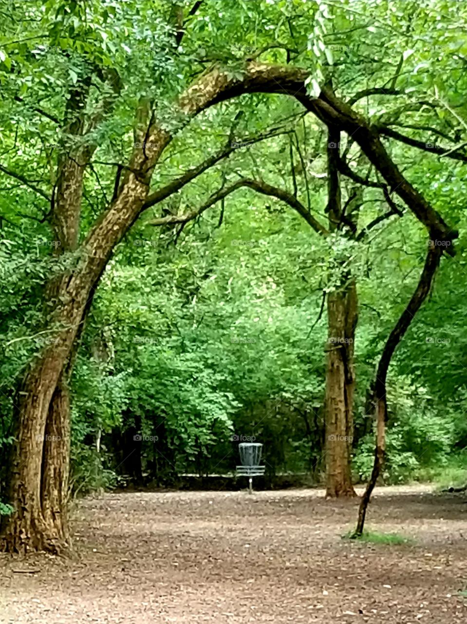 Disc Golf Course