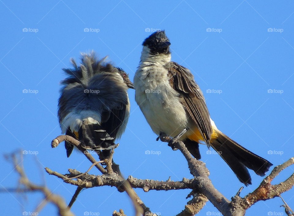 Sooty - headed bulbul . Pair of two unique species of this bird at the yellow of its vent . Black cap of its headed . Type of bird on a soliter , ready to the small group , 4 - 6 individu , or just pair looks like of the photograph one at the savanna