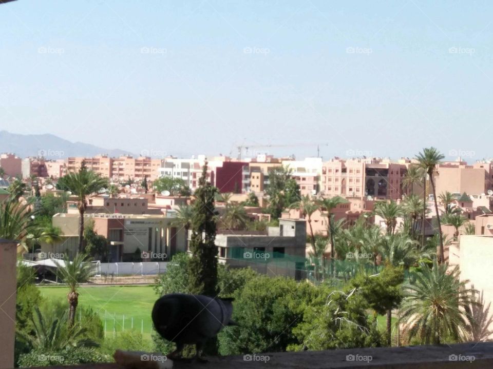 Beautiful plants at urban city in Morocco.